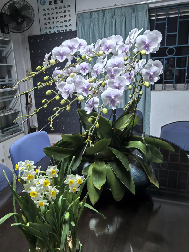 5公司的年，是花香满室，是吉兆迎春2.jpg